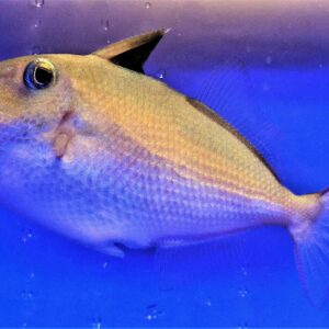 Trigger: Gold Back; Juvenile