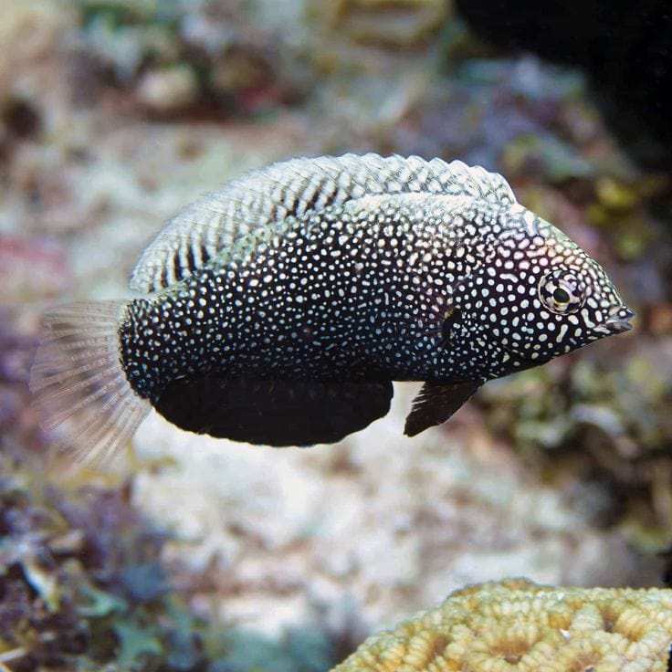 Wrasse: Black Leopard; Fiji