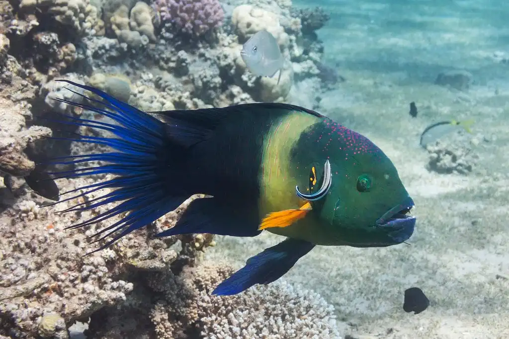 Wrasse: Broomtail; Red Sea