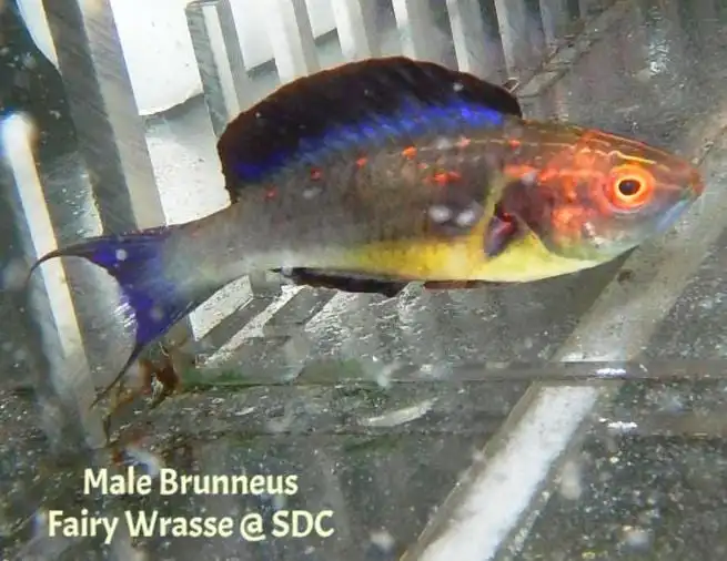 Wrasse: Brunneus Fairy; Male