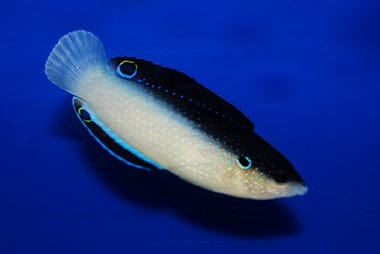 Wrasse: China; Fiji