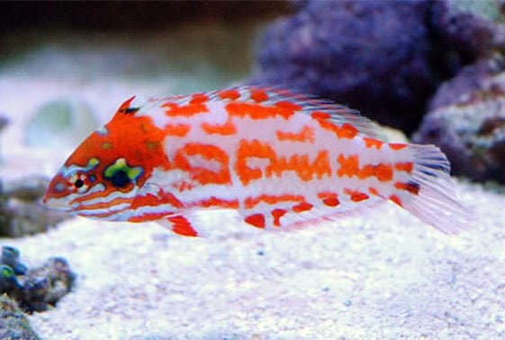 Wrasse: Choati; Aus.