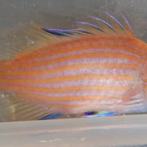 Wrasse: Cryptic Sixline