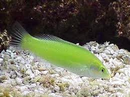 Wrasse: Green Coris