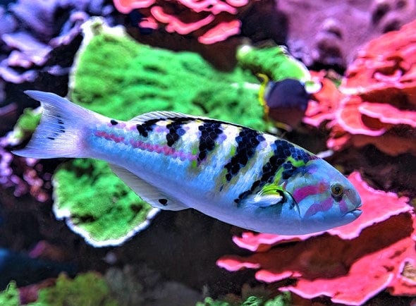 Hardwicki Wrasse - Thalassoma hardwicki