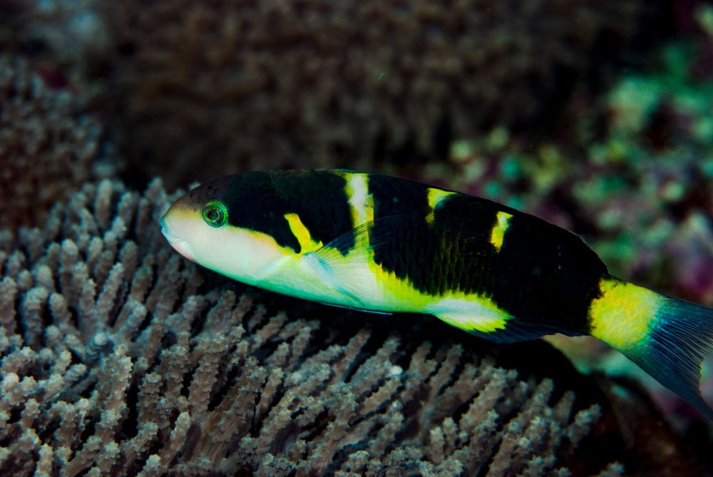 Wrasse: Jansen