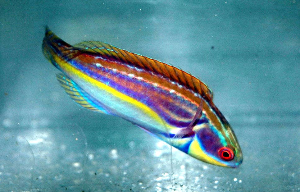 Wrasse: Labouti; Aus.