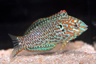 Wrasse: Leopard; Male