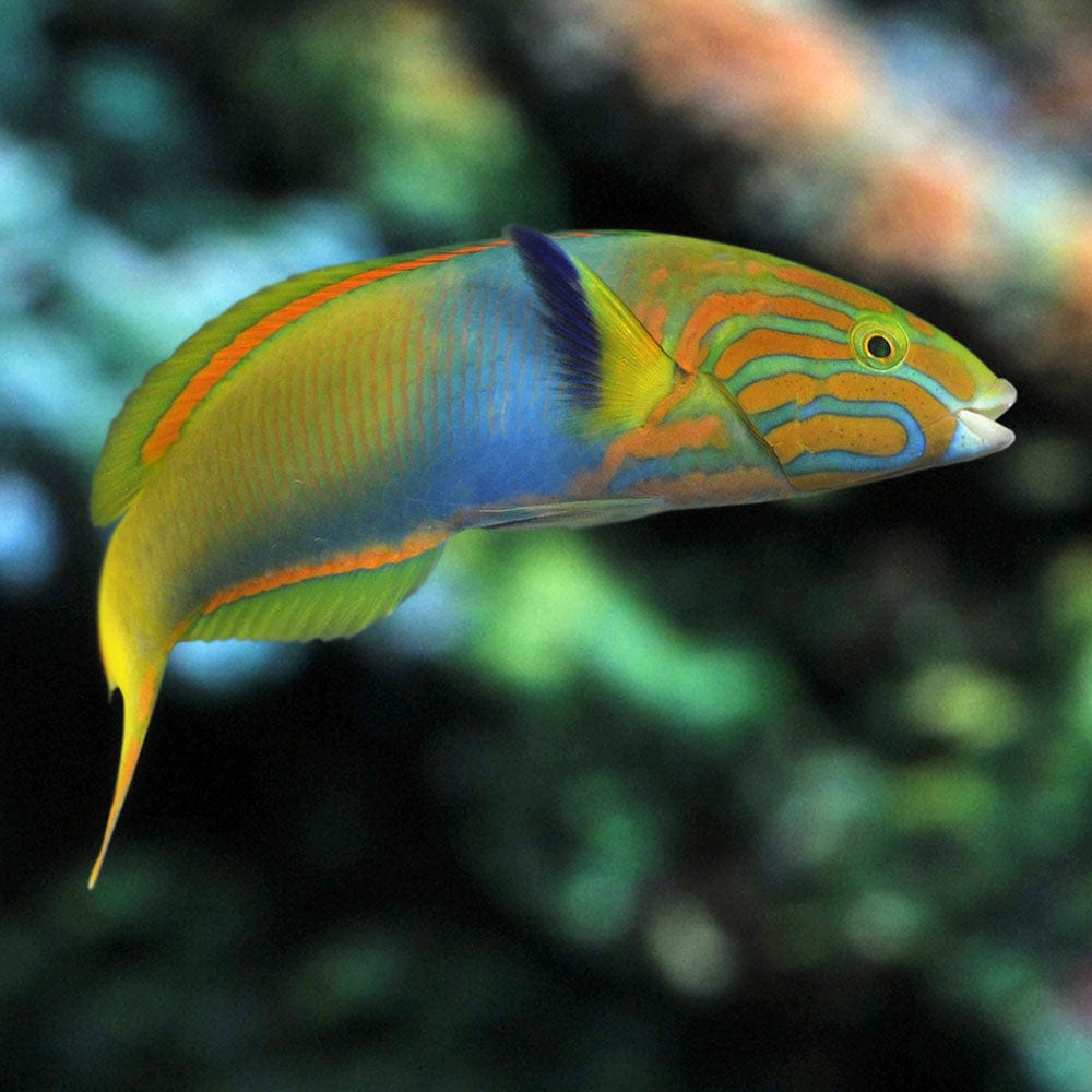 Wrasse: Lime Green (Sunset); Fi