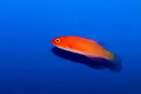 Wrasse: Magma Fairy; Female
