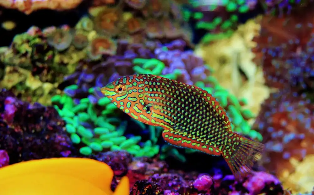 Wrasse: Ornate Leopard; Female