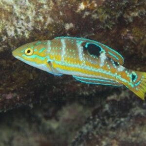 Wrasse: Pudding Wife; Atl