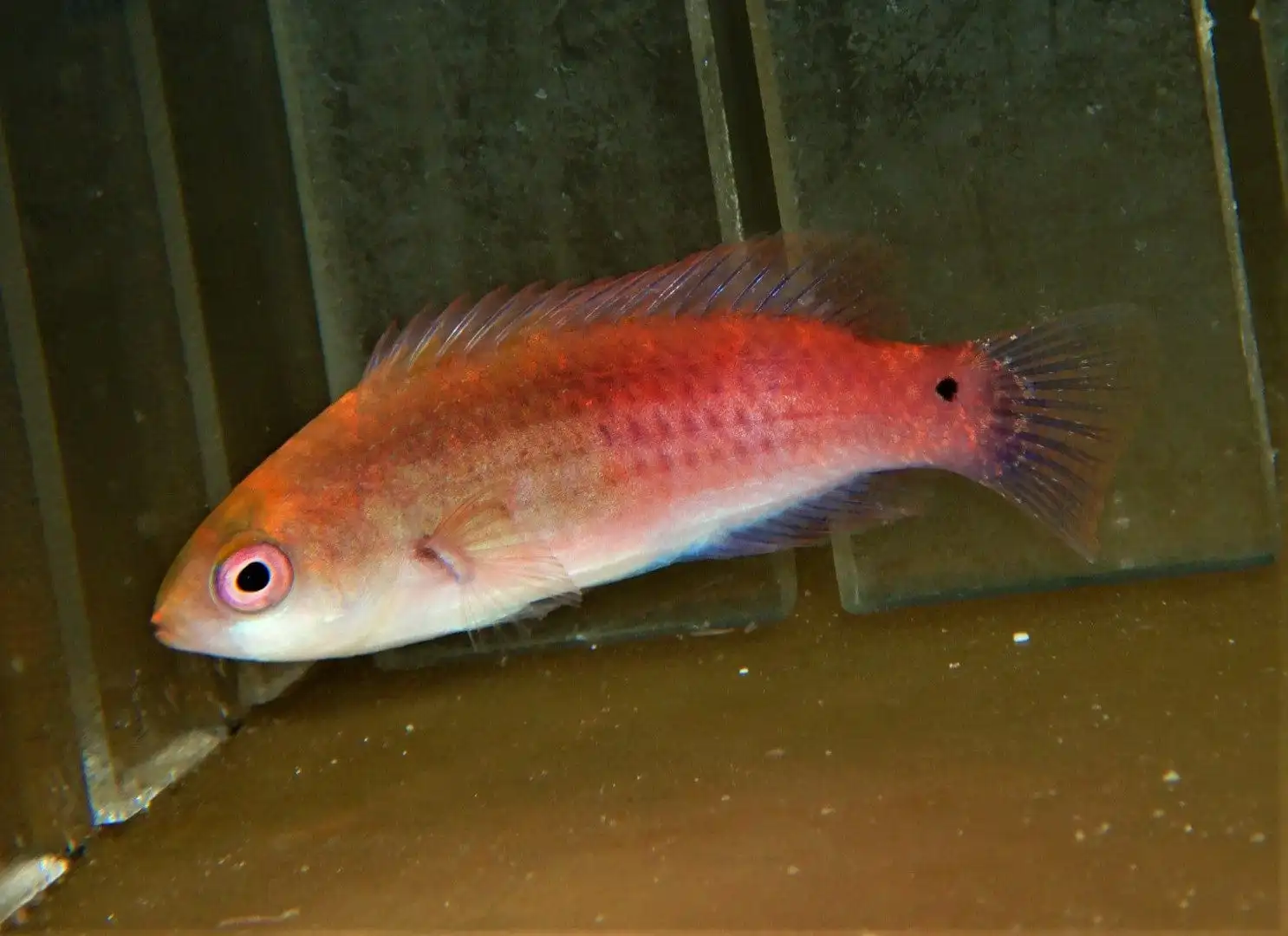 Wrasse: Purple Scale Fairy Wr.; Male