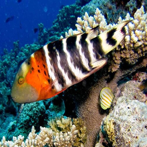 Red Breasted Wrasse Cheilinus fasciatus reef fish with vertical white stripes and reddish brown coloration