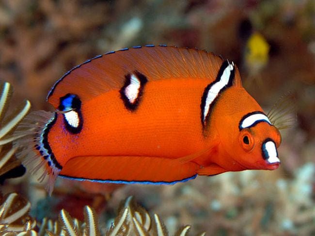 Wrasse: Red Coris; Juv; Fiji