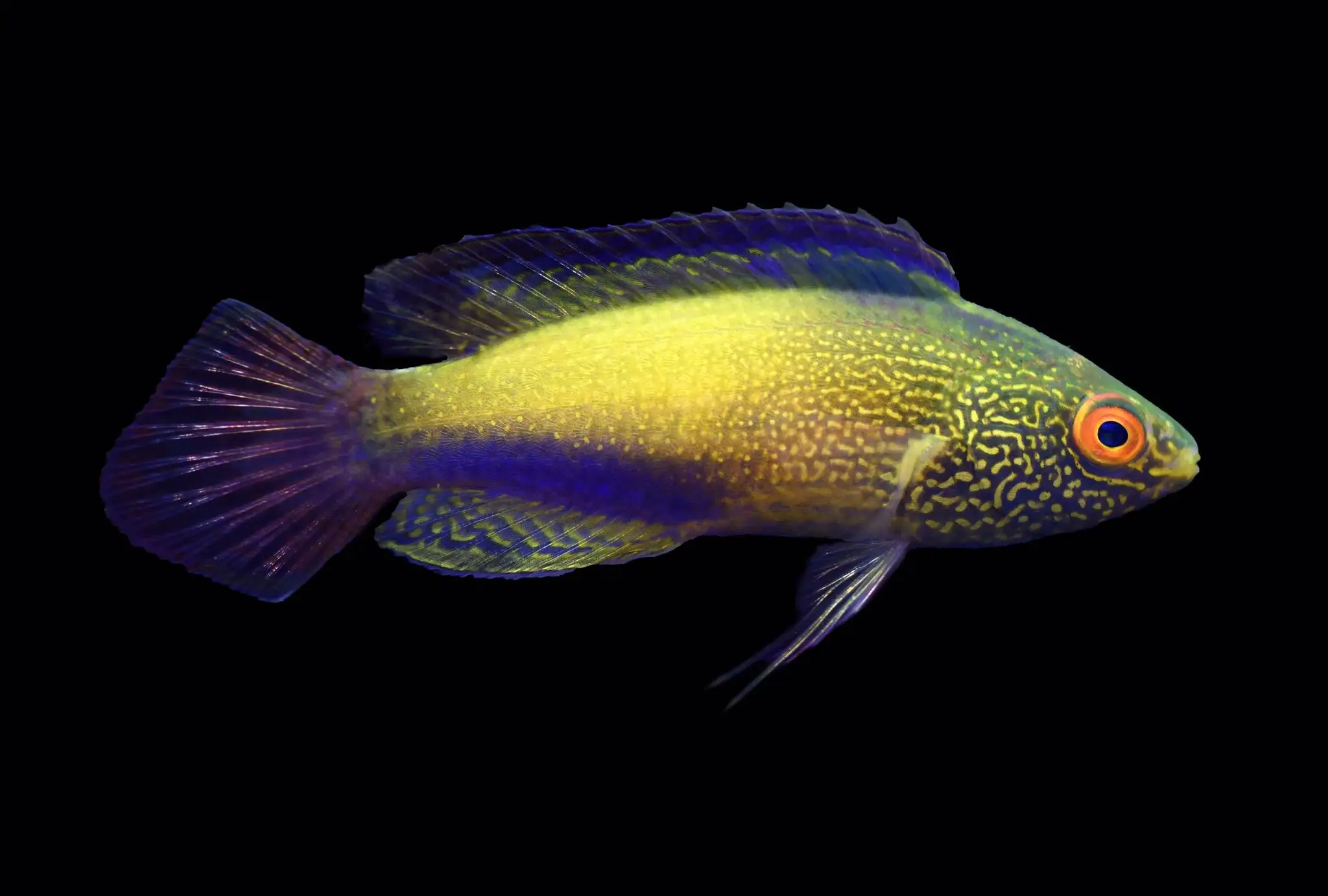 Wrasse: Rhomboid; SUPER Male