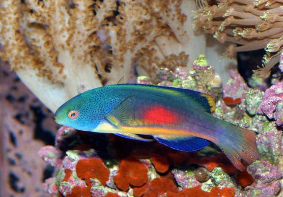 Wrasse: Scotts; Male