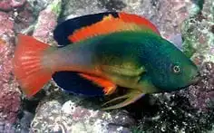 Wrasse: Scotts; Male; Fiji