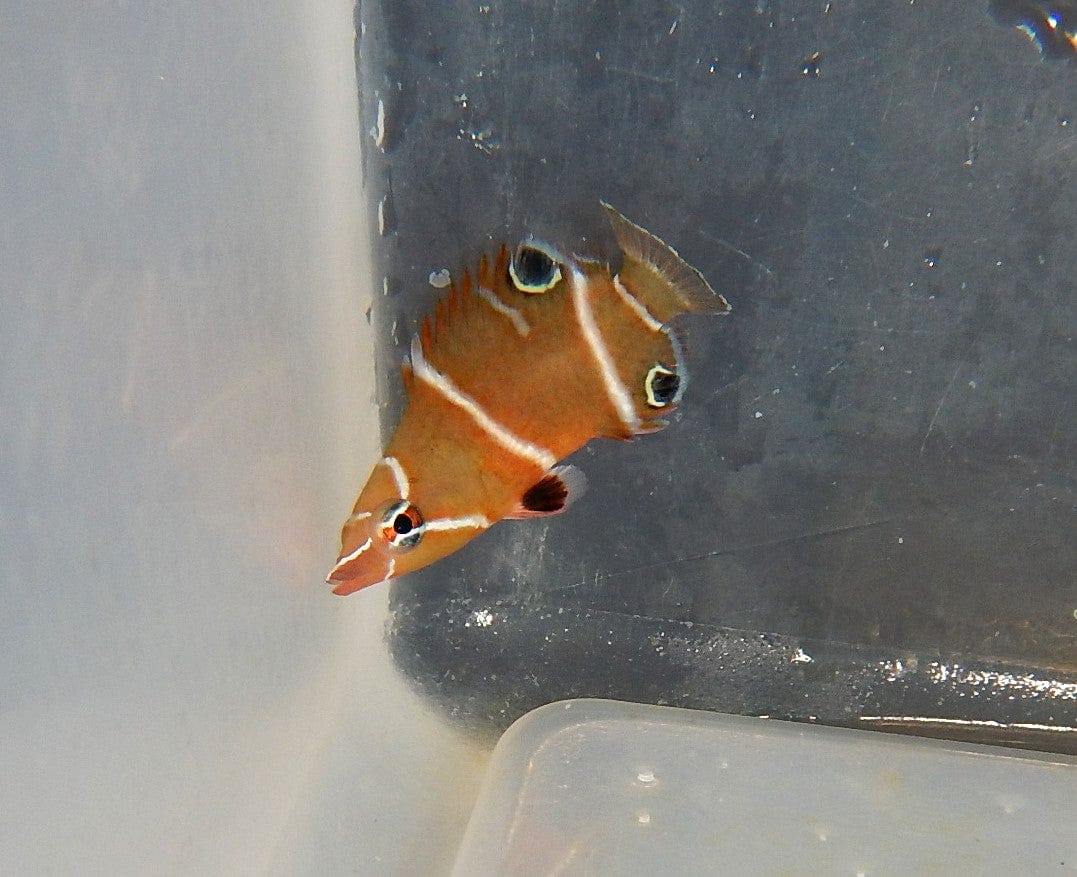 Wrasse: Starry Eye Possum