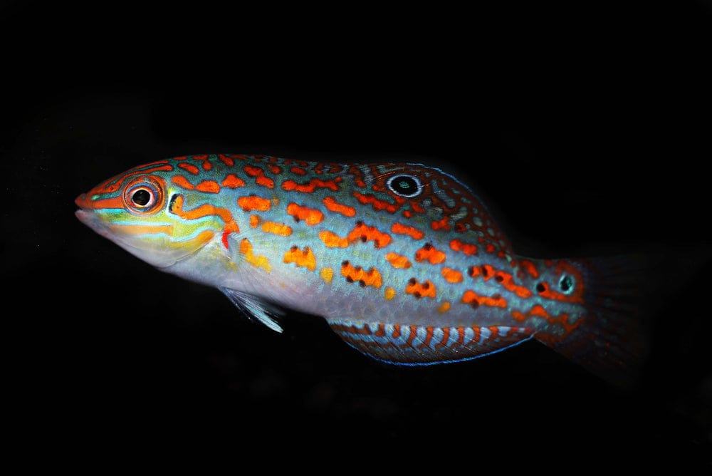 Wrasse: Timor
