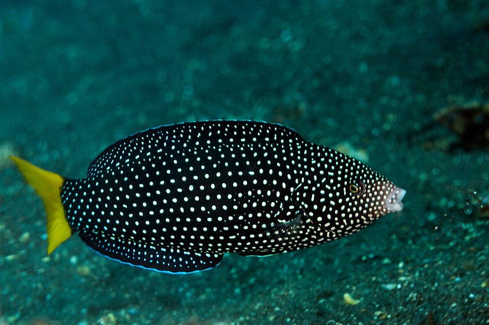 Wrasse: Yellowtail Tamarin; Fiji