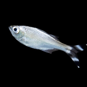 Misc. Fish: Barred Flagtail