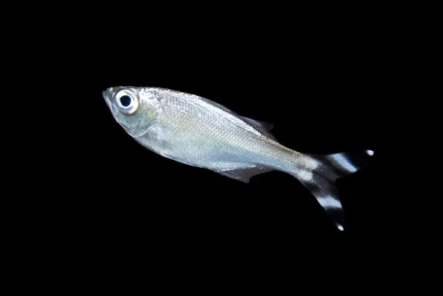 Misc. Fish: Barred Flagtail