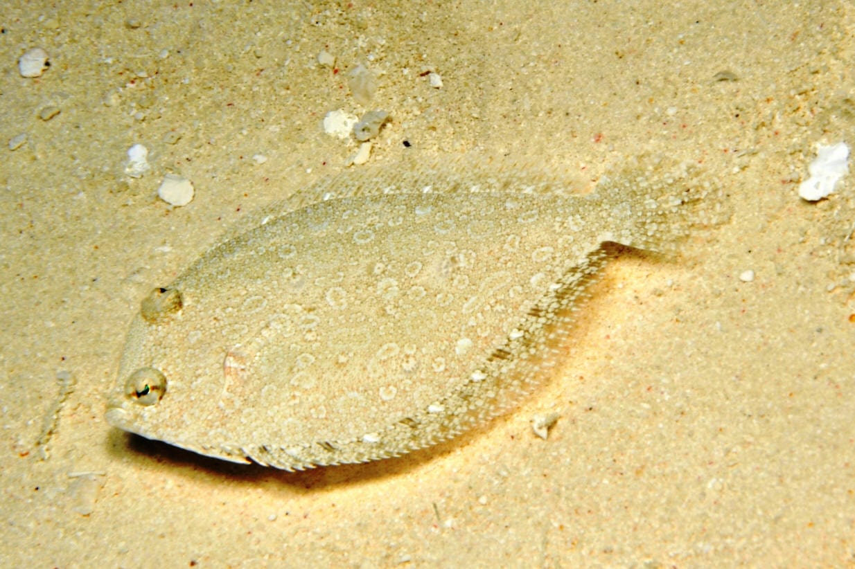Flounder; Atl. - Bothus lunatus