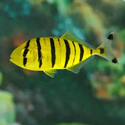 Misc. Fish: Pilotfish; Captive Bred