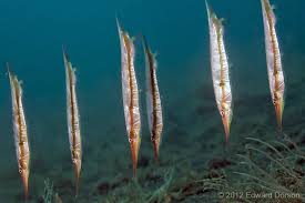 Misc. Fish: Shrimp Fish