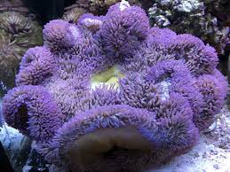 Anemone: Carpet; Purple