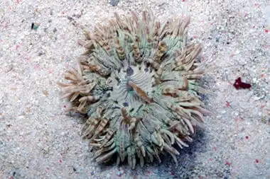 Anemone: Flat; Zebra Stripe