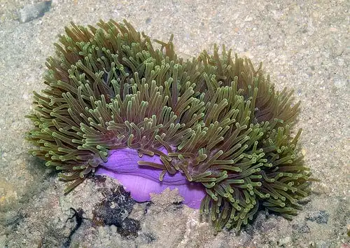 Anemone: Ritteri; Ultra