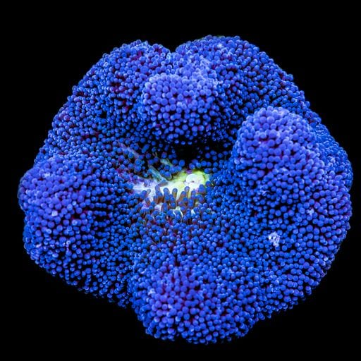 Anemone: Saddle; Blue