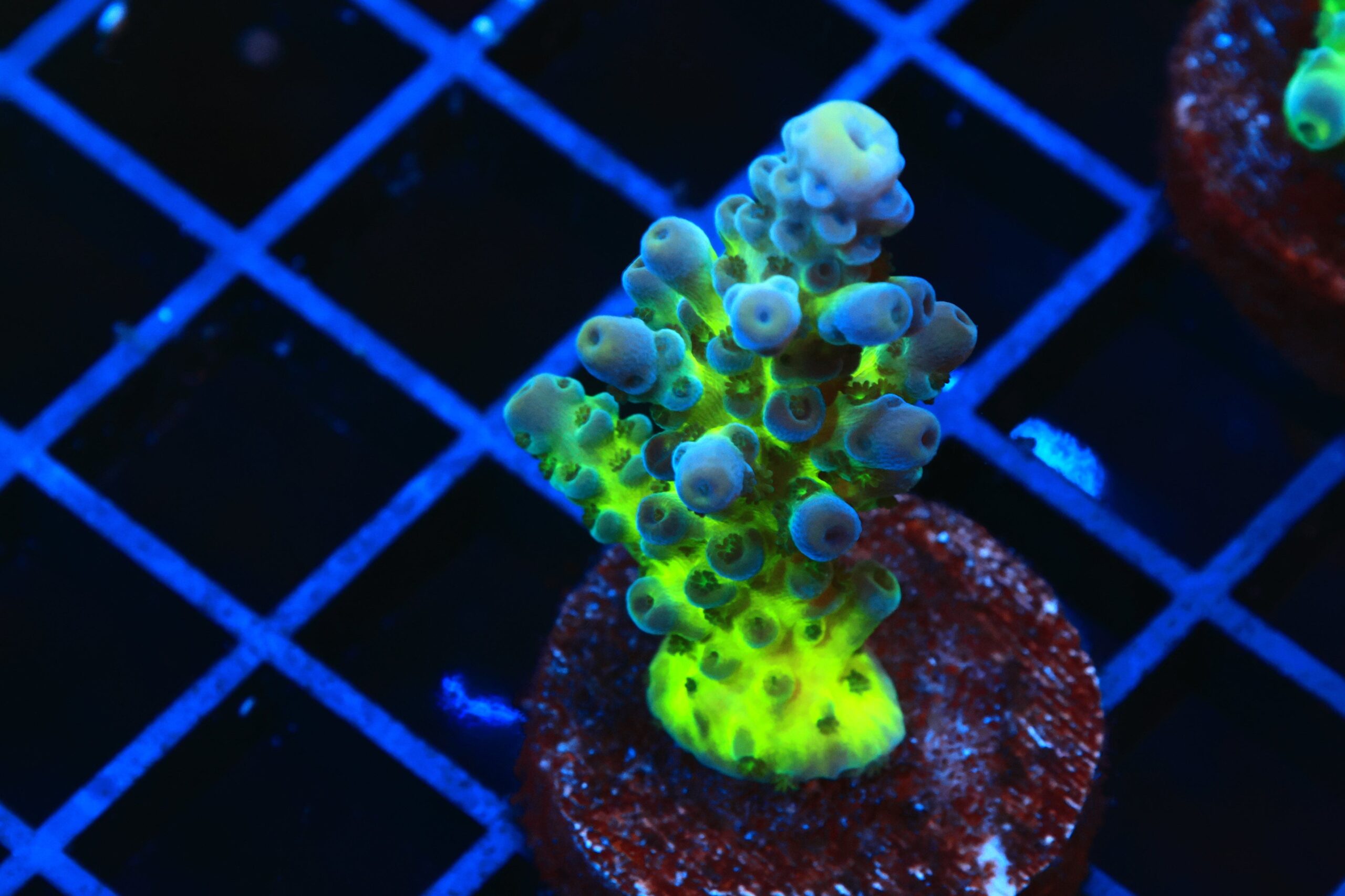 SDC Acro: Cali Tort Cult