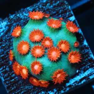 SDC Cyphastrea: Meteor Shower Cult