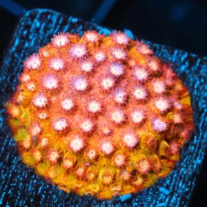 SDC Cyphastrea: Strawberry Lem Cult