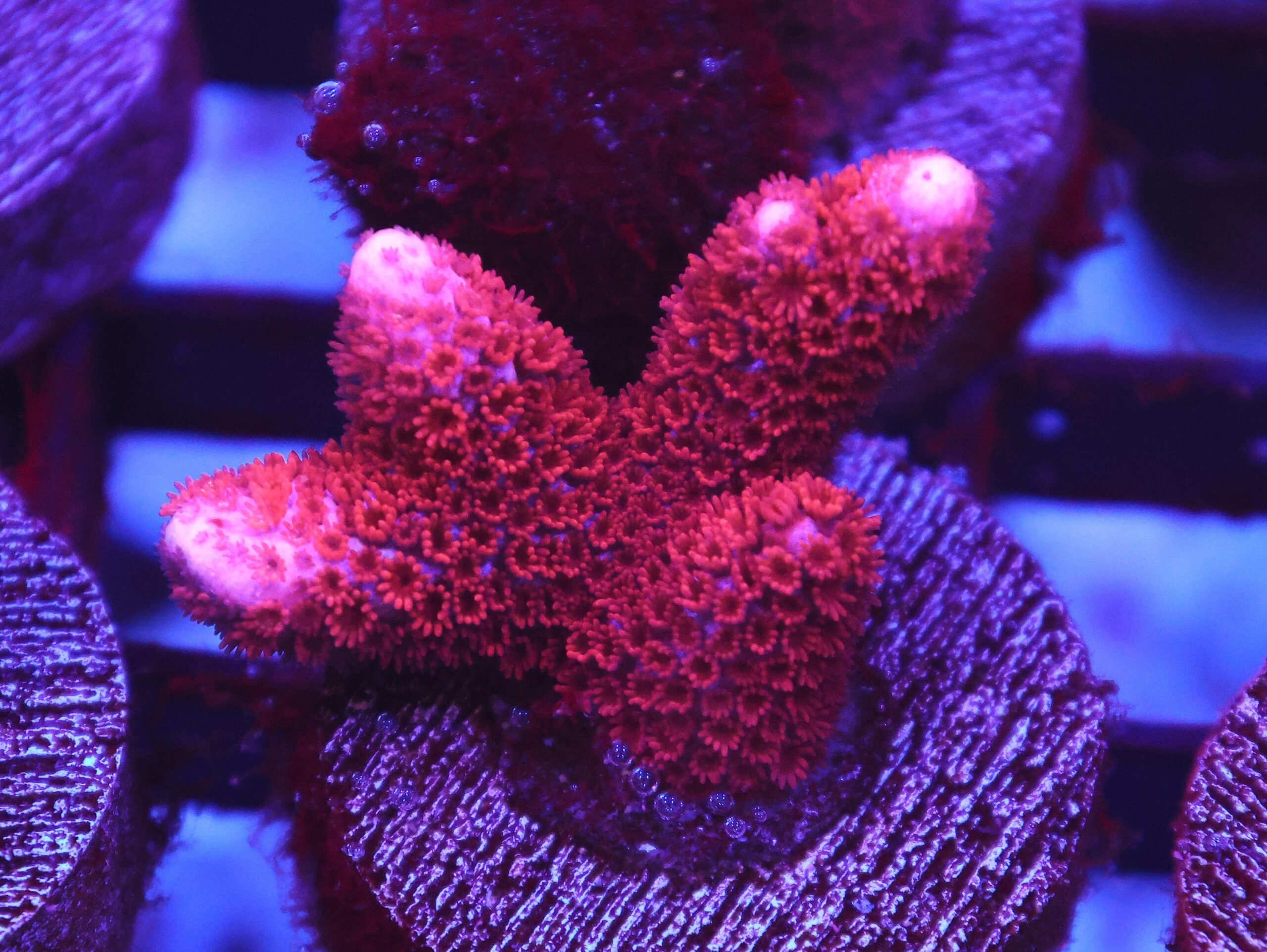 SDC Monti: Red Digi Cult