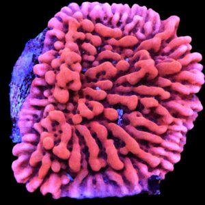 SDC Monti: Fairy Tale Cult