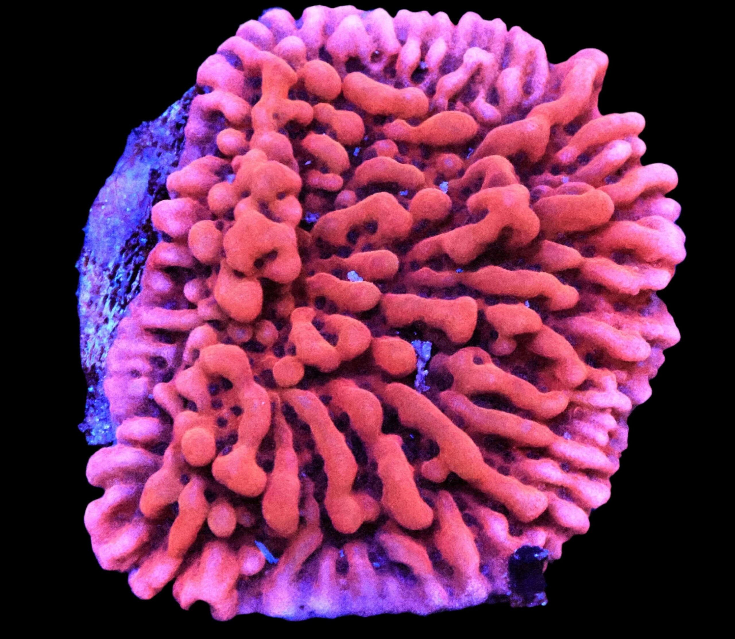 SDC Monti: Fairy Tale Cult