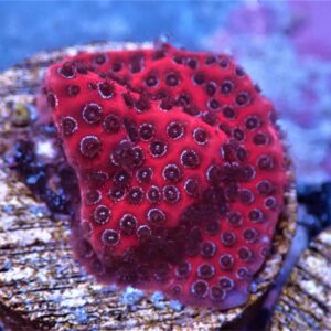 SDC Porites: Darth Maul Cult