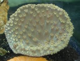 LPS: Cup Coral; Fiji