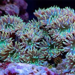 LPS: Duncanops: Green; Aust