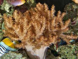 Soft Coral: Colt