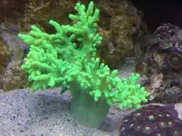 Leather: Rasta; Super; Aust.