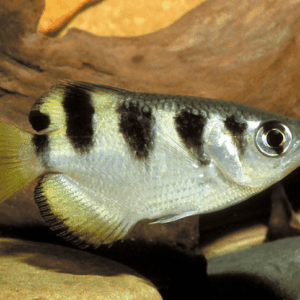 Misc. Fish: Banded Archerfish