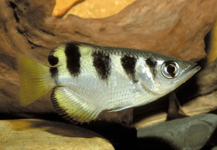 Misc. Fish: Banded Archerfish