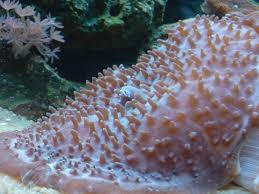 Mushroom: Giant Cup; Green