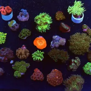 Pack: Bulk Coral Pk Mix s-sm