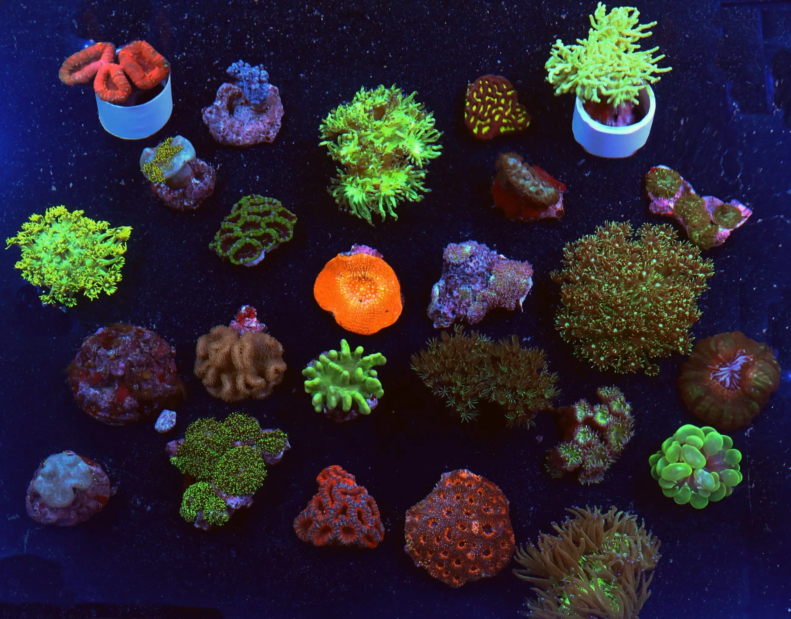 Pack: Bulk Coral Pk Mix s-sm